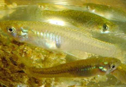 Yellow shimmery Mosquito Fish 