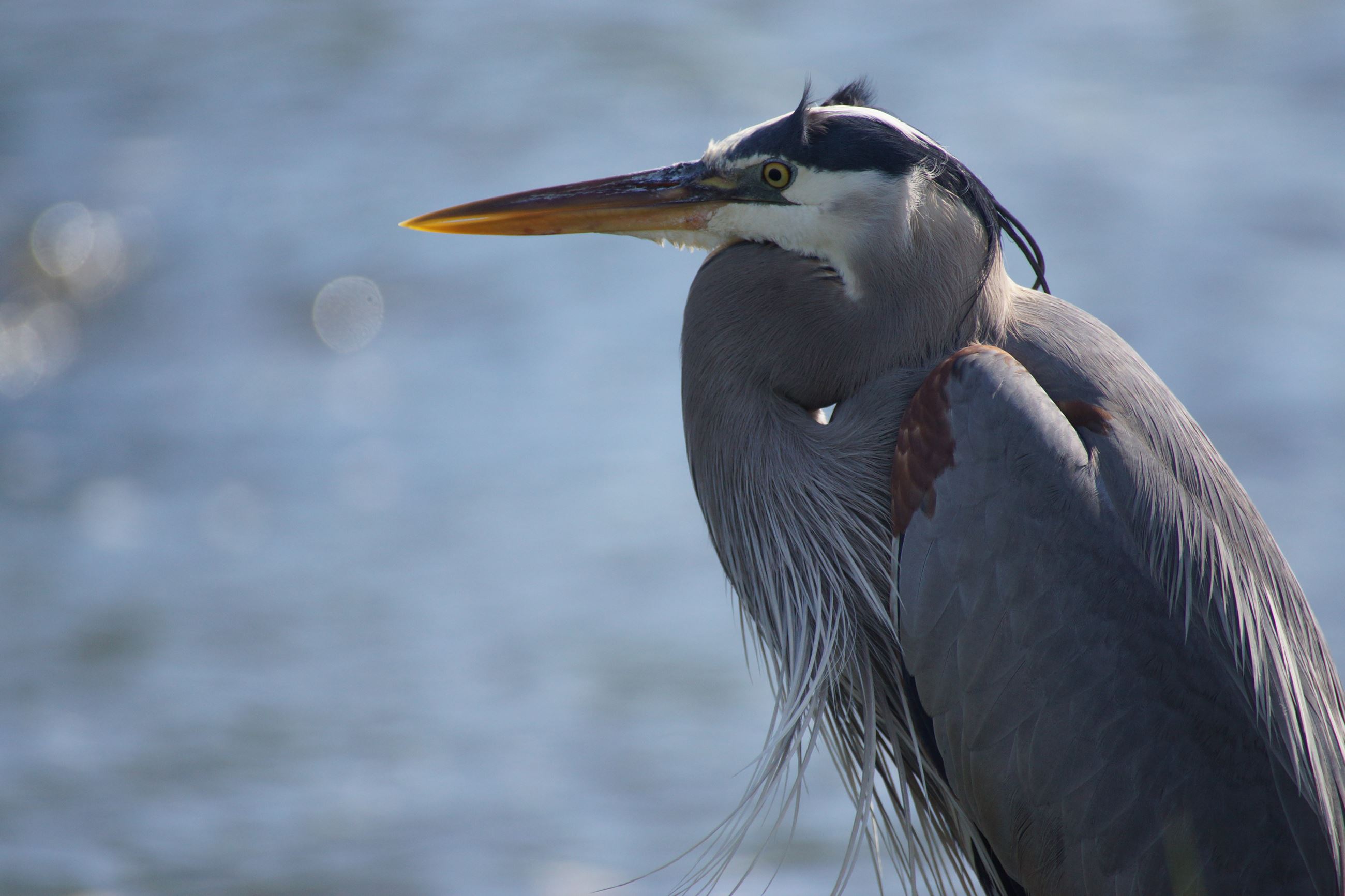 Great Blue Heron