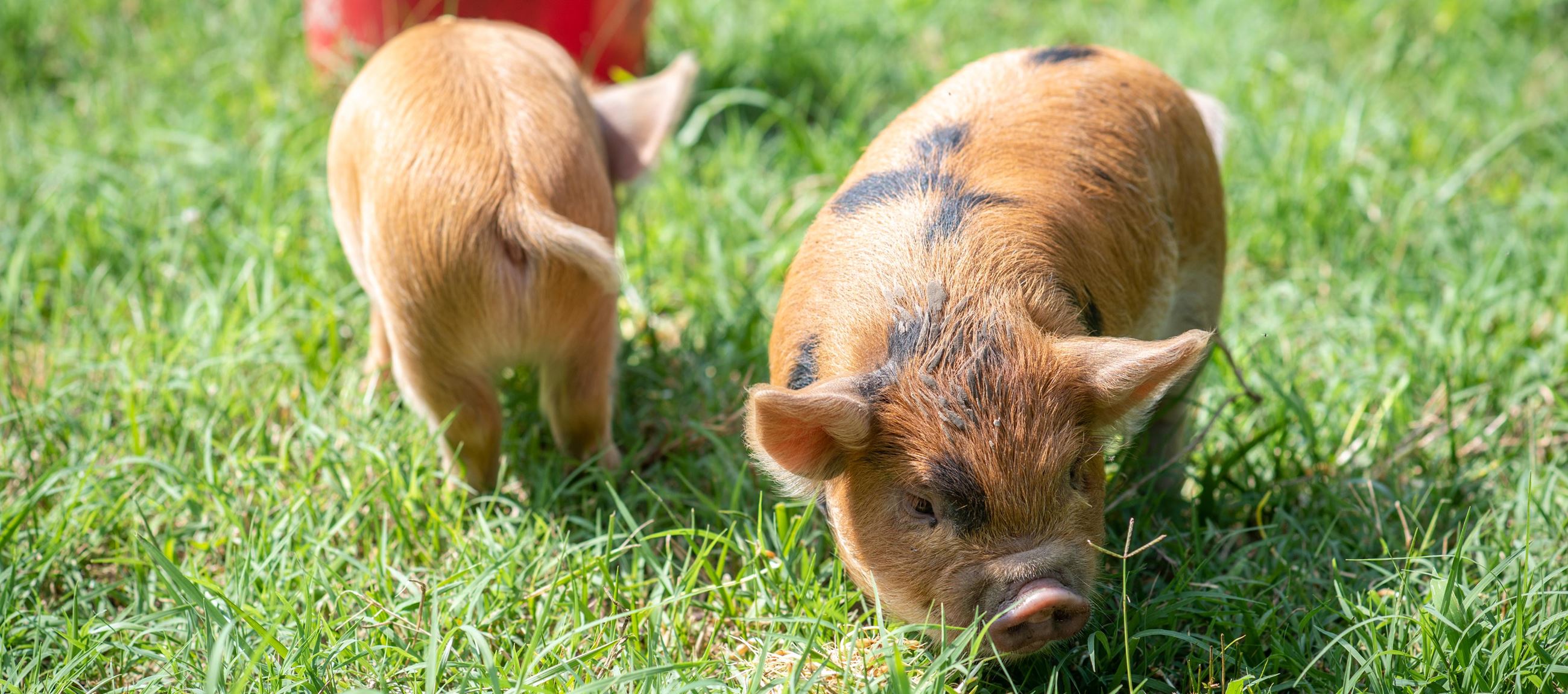 Spotted piglets in grass with a red bucket in the background