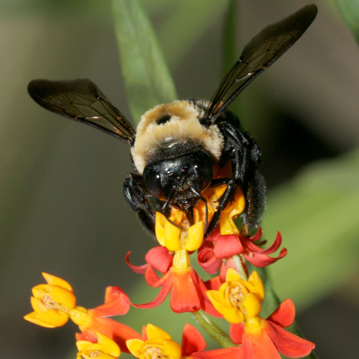 Bee on orange and yellow flowers
