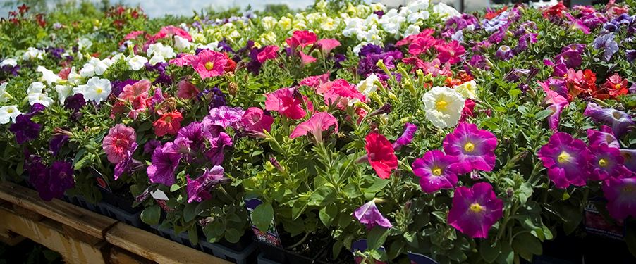 Colorful petunias for sale
