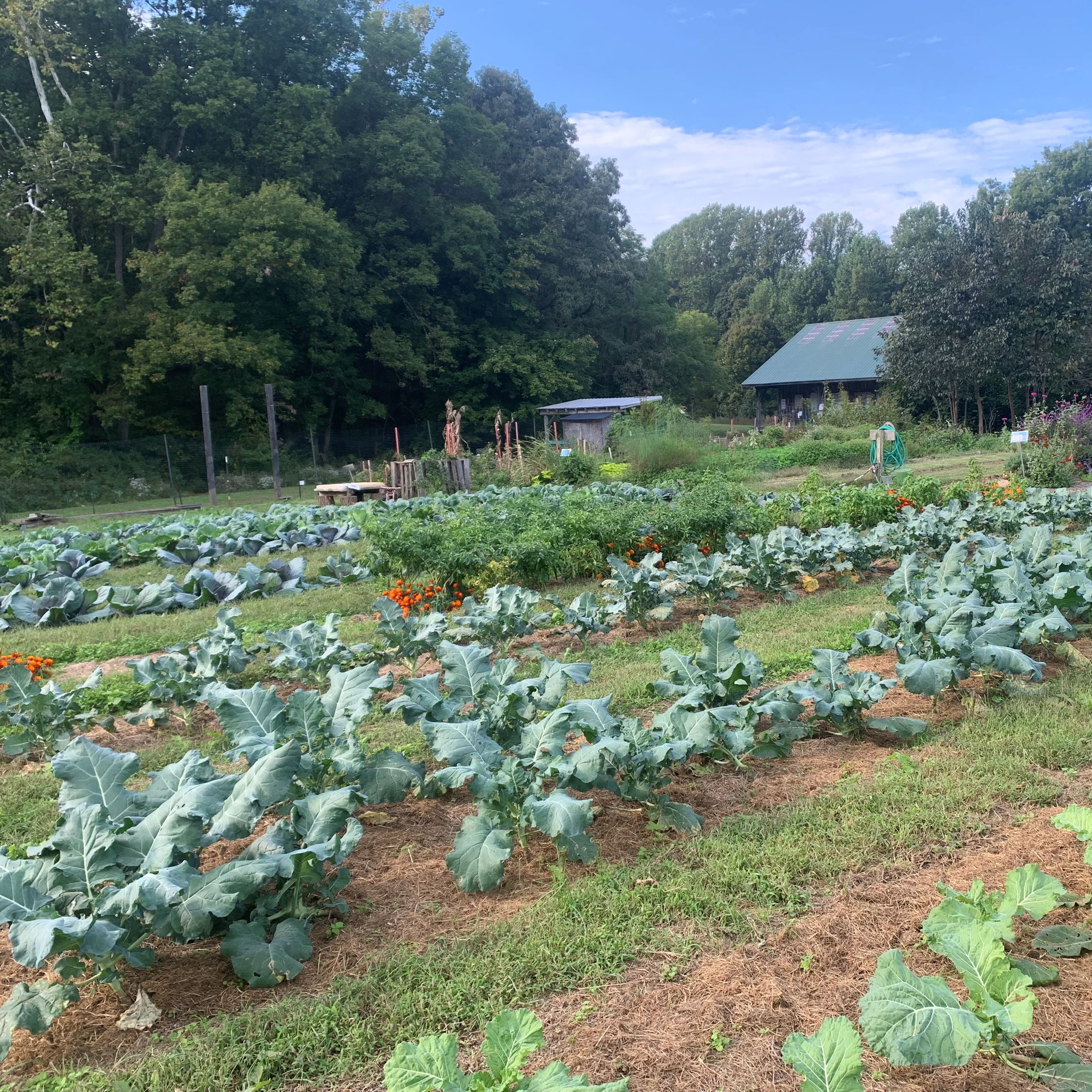 Crops and flowers in rows and a rustic building in the background