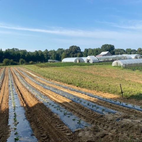 Rows of crops with greenhouses in the background