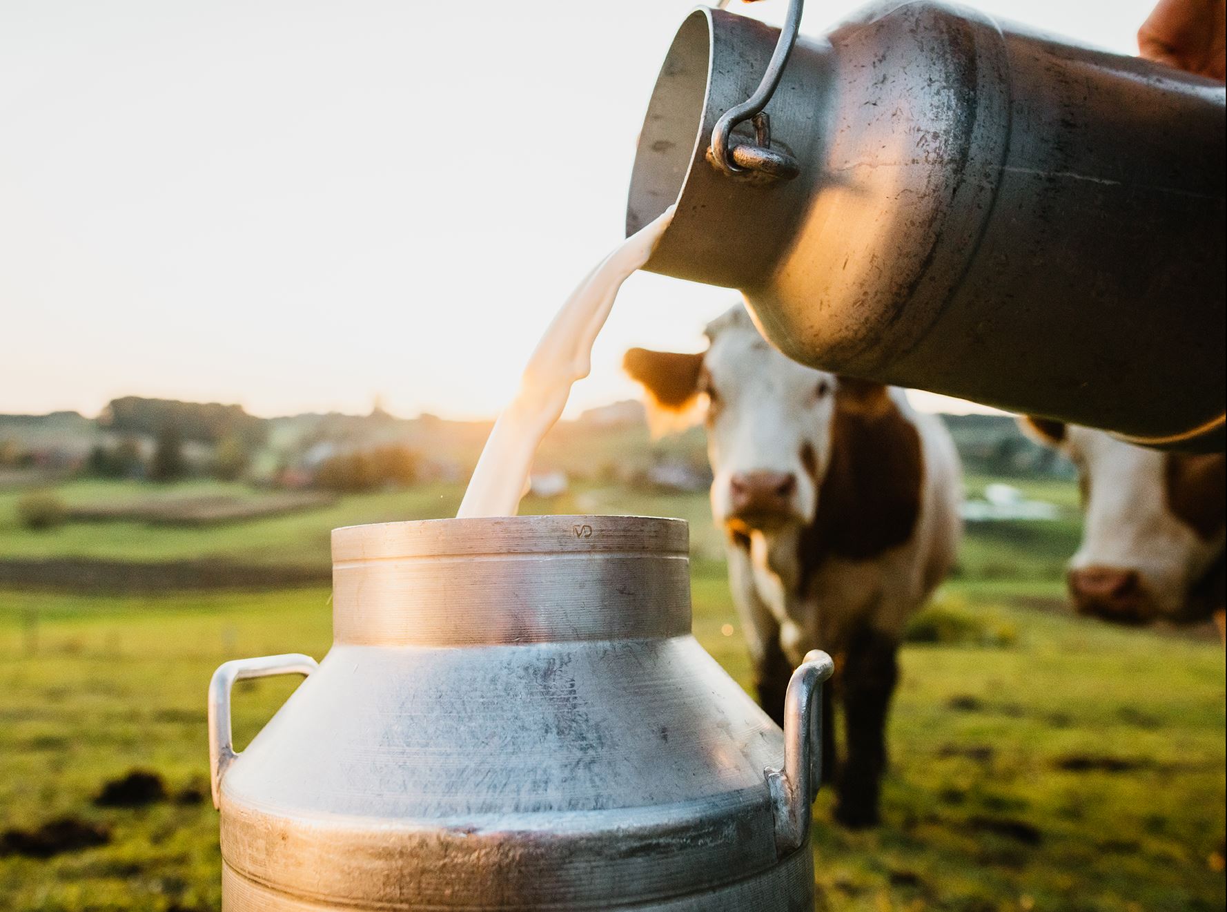 Canister pouring milk into another container with two brown and white cows in the background