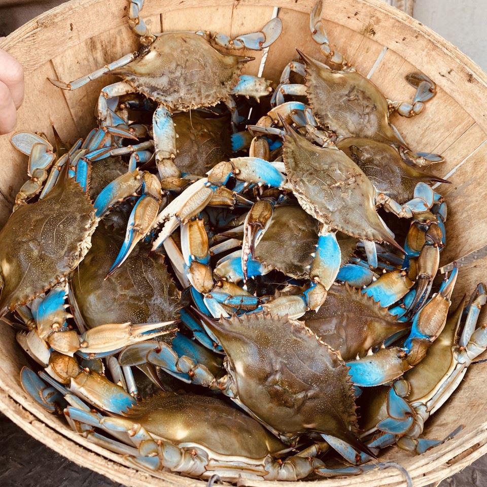 Blue crabs in a basket