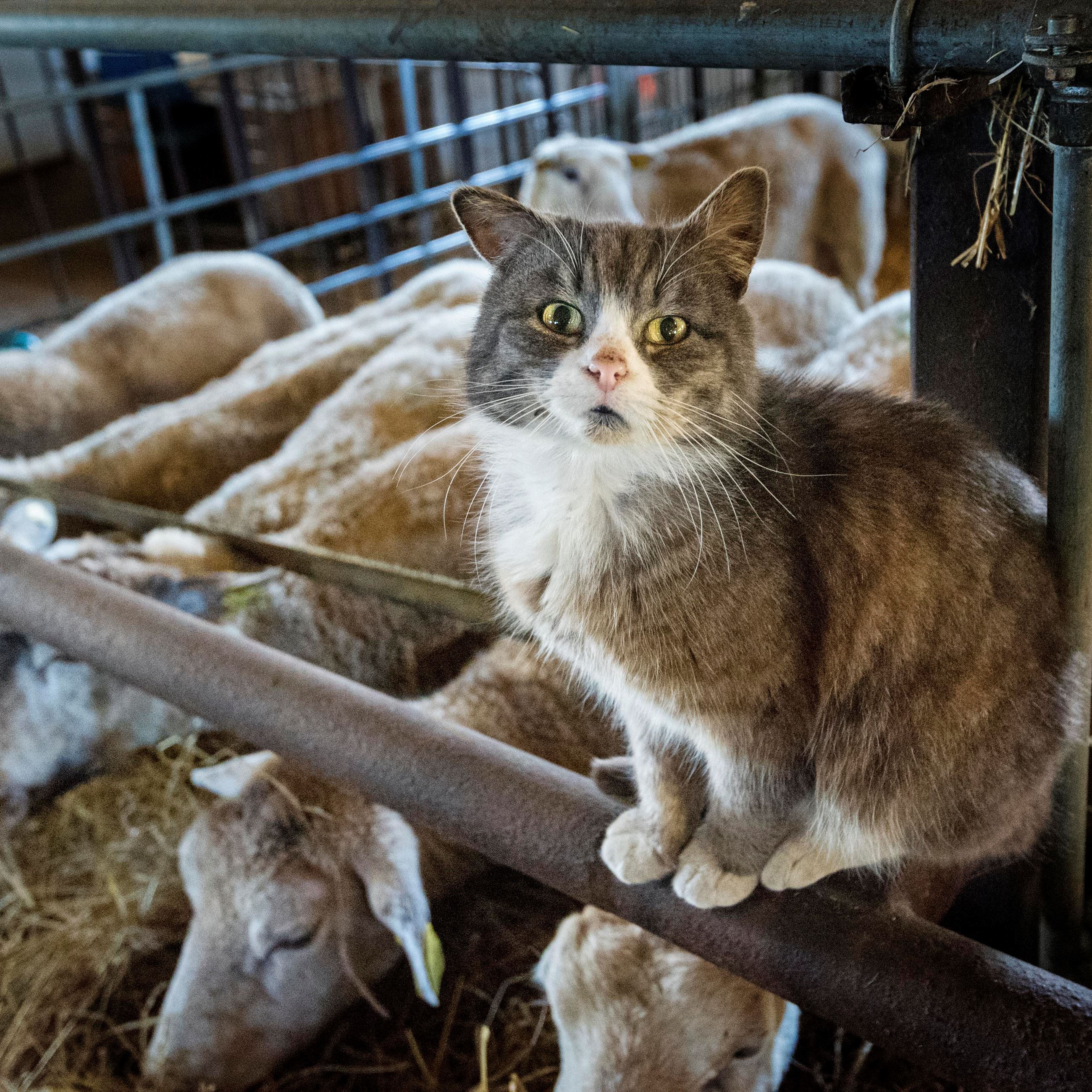 Barn cat sitting on a gate above sheep