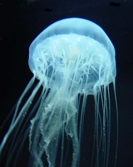 Calvert Marine Museum